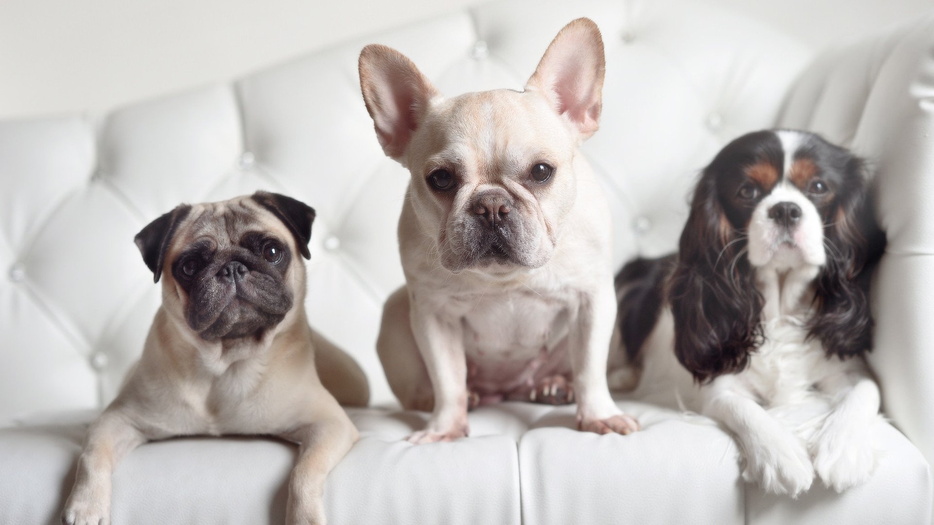 开云kaiyun-布莱顿控球率领先维持场面优势，布莱顿球队外号